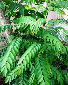 snipcart-thumb-image